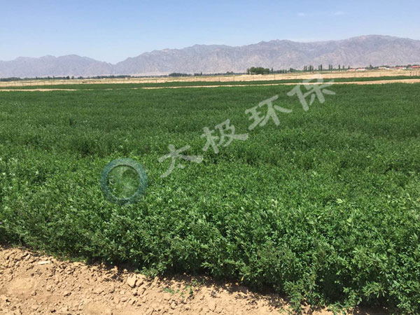 1466050115240332.jpg 加水印內蒙古鹽堿地3p.jpg